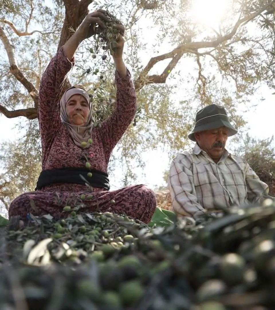 under-the-olive-tree-image